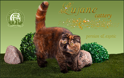 Lujane cattery - Persian and Exotic