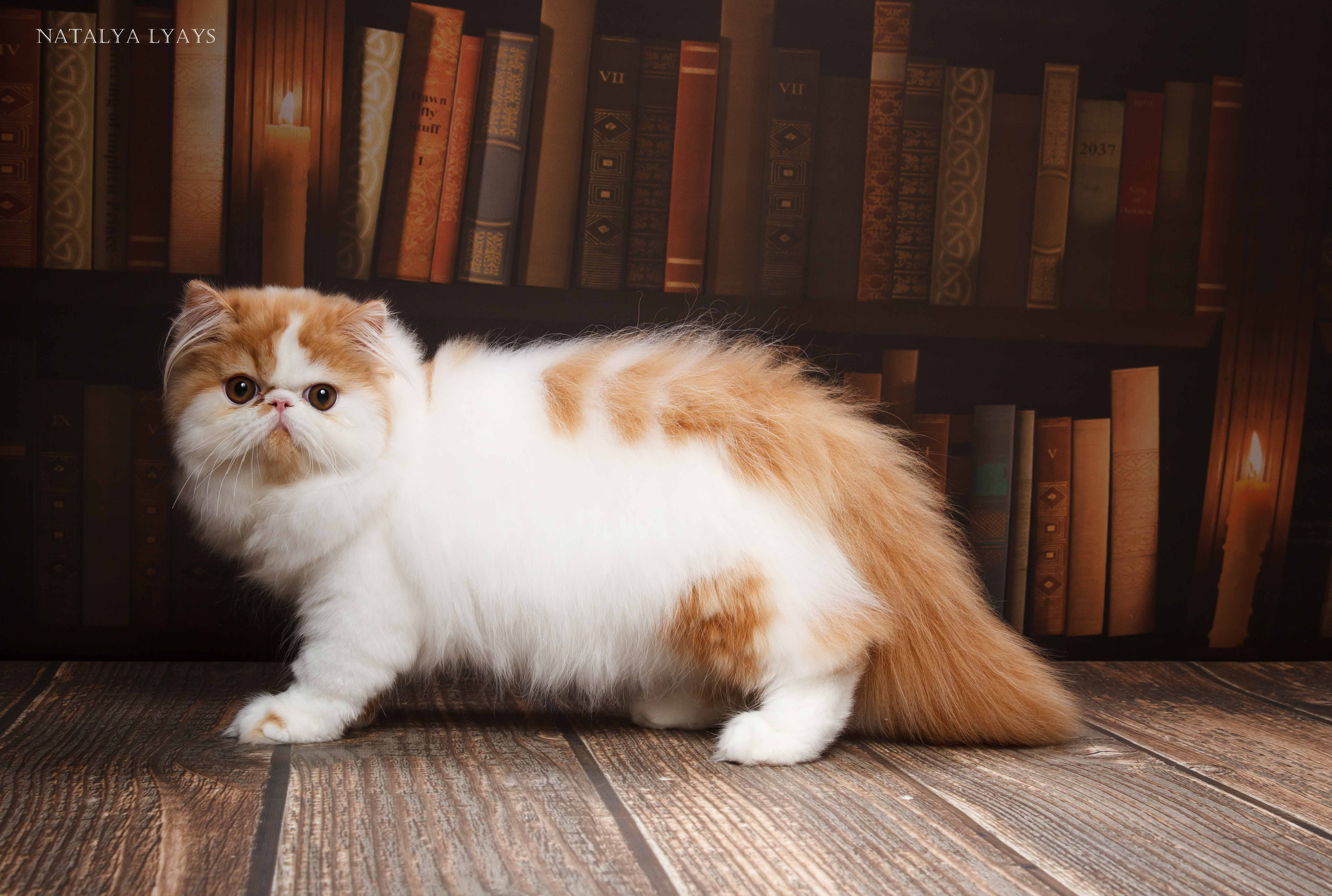Персидская кошка экзот рыжий